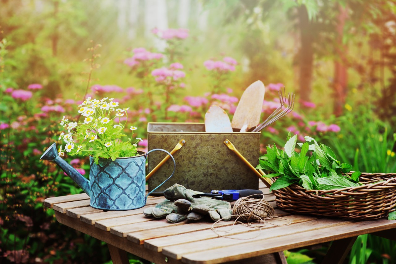 Garden,Work,Still,Life,In,Summer.,Chamomile,Flowers,,Gloves